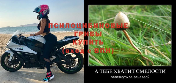 сатива Новокубанск