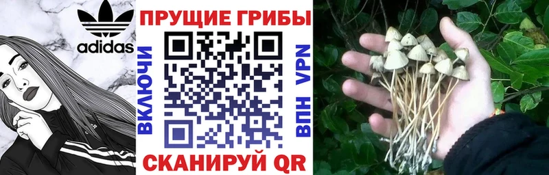 Галлюциногенные грибы Psilocybe  Елец 